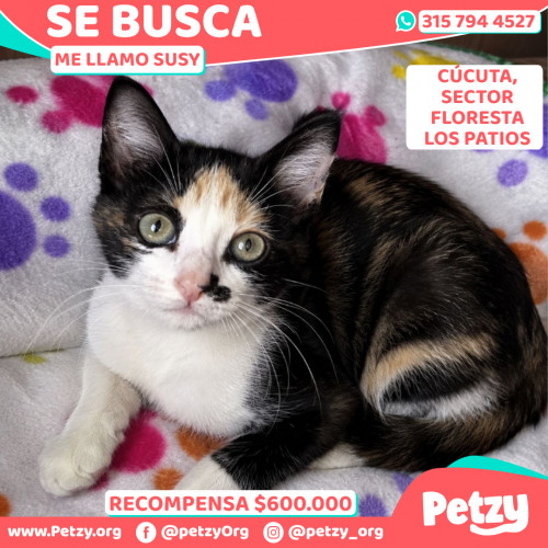 Foto de mascota Susy