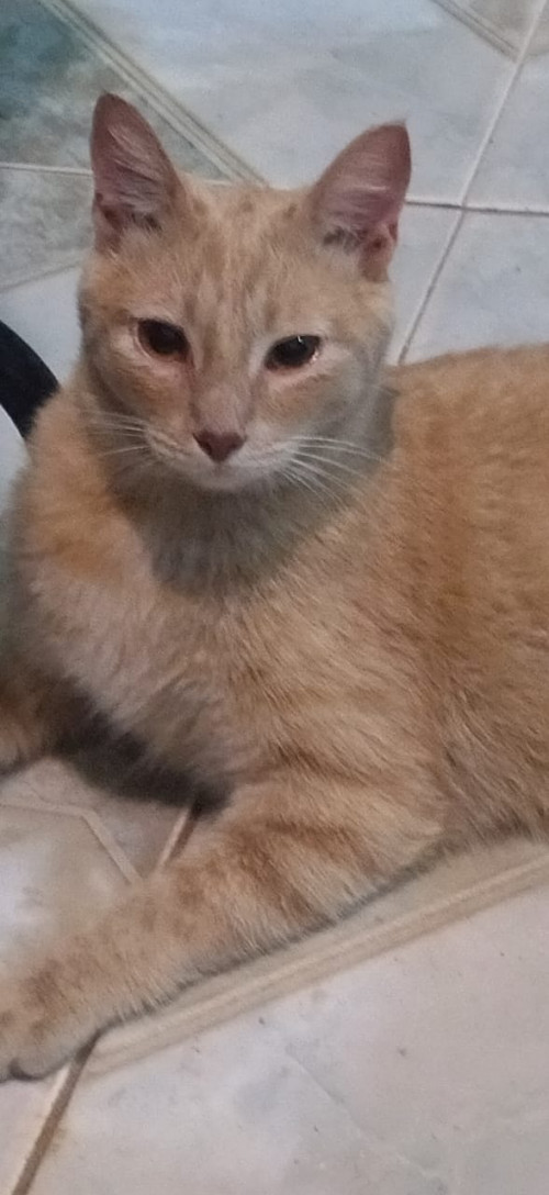Max