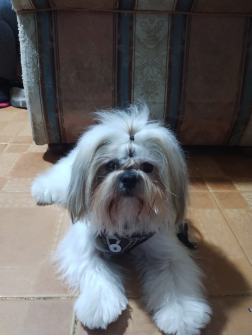 Romeo
