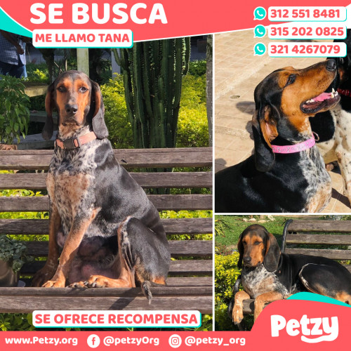 Foto de mascota Tana