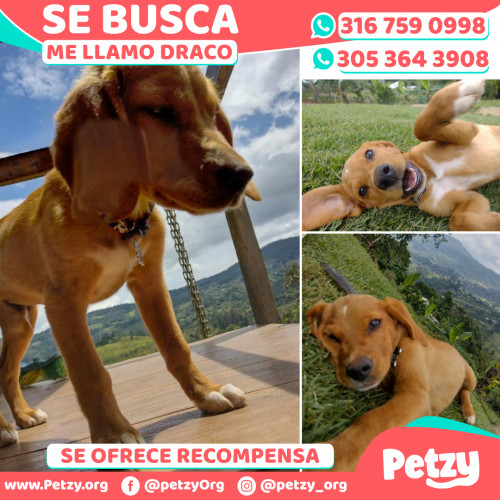 Foto de mascota Draco