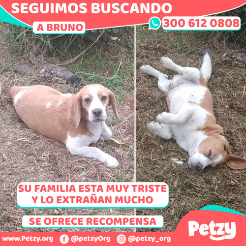 Foto de mascota Bruno