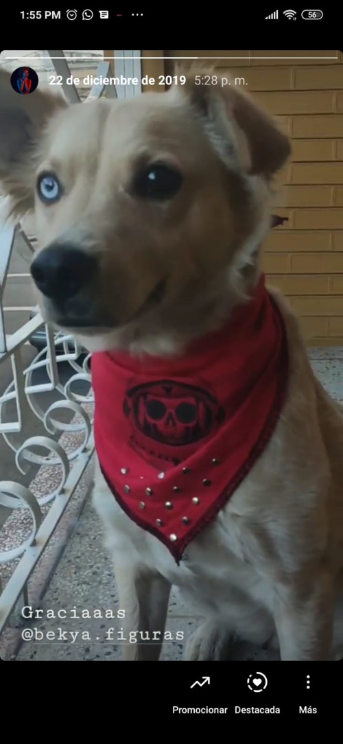 Akira