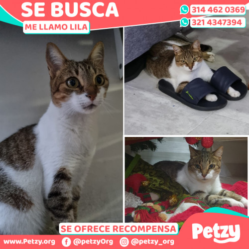 Foto de mascota Lila