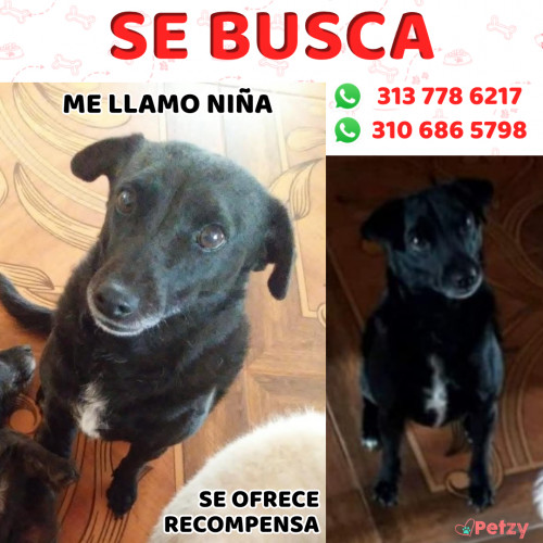 Foto de mascota Niña