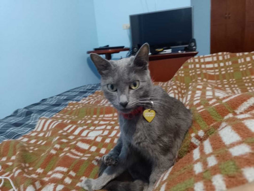 Nika