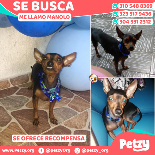 Foto de mascota Manolo