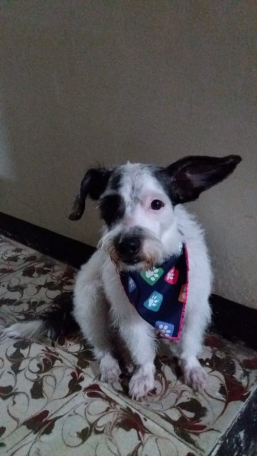 Peluche