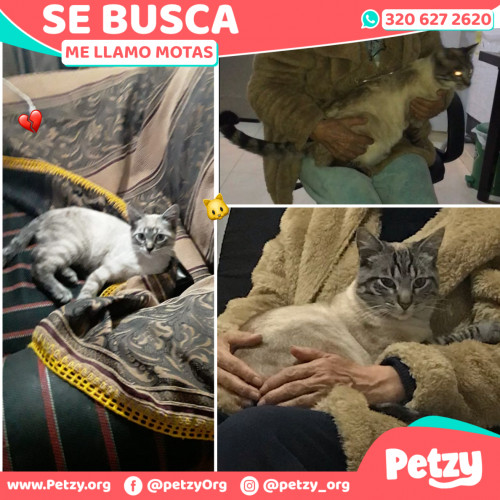 Foto de mascota Motas