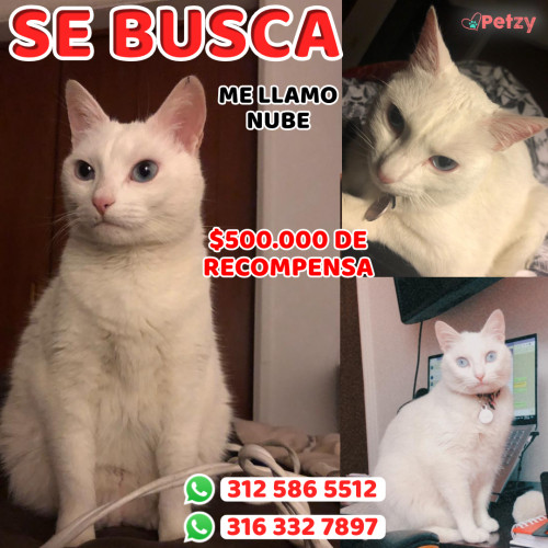 Foto de mascota Nube