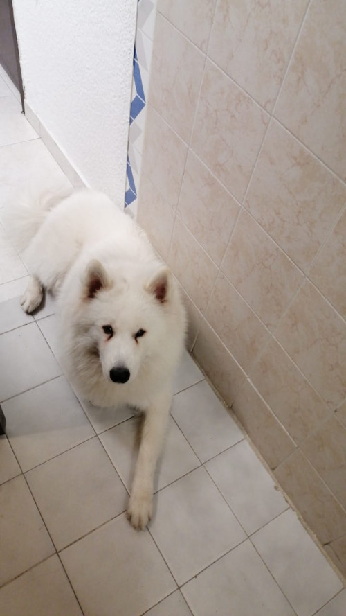 Benji