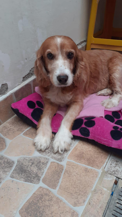 Manuela