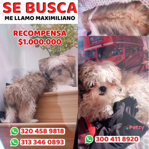 Foto de mascota Maximiliano