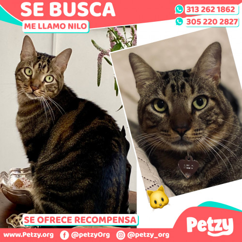 Foto de mascota Nilo