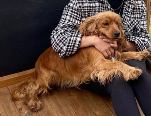 Bongo Y Milo