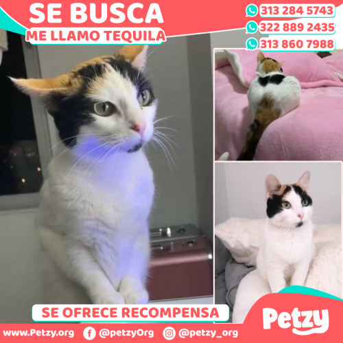 Foto de mascota Tequila