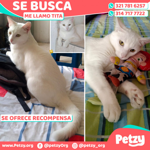 Banner de Tita