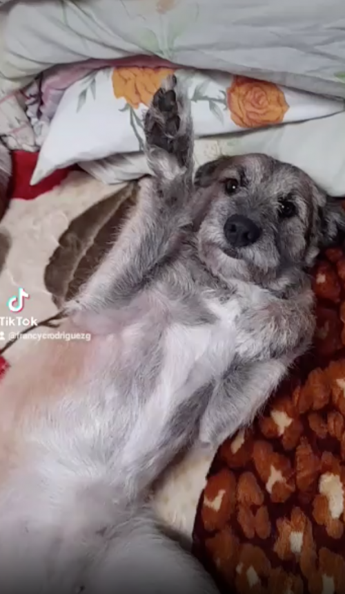 Milu