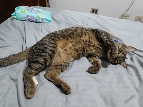 Mateo
