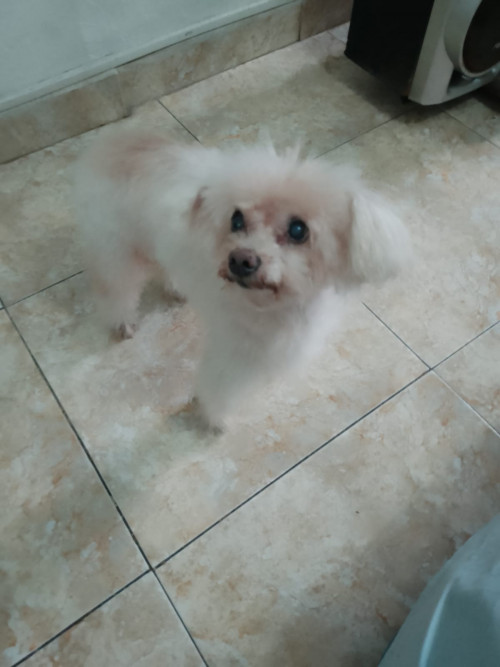 Peluche