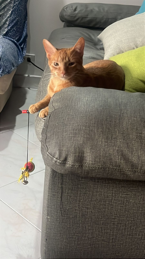 Lorenzo