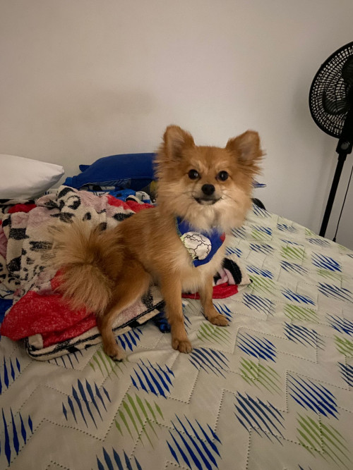 Axel