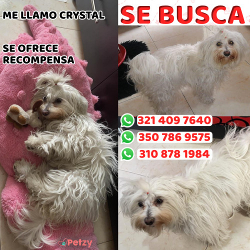 Foto de mascota Crystal