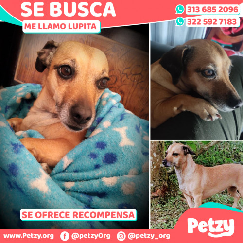 Foto de mascota Lupita 