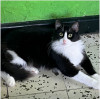 Foto de Osita en Barranquilla Atlántico #2