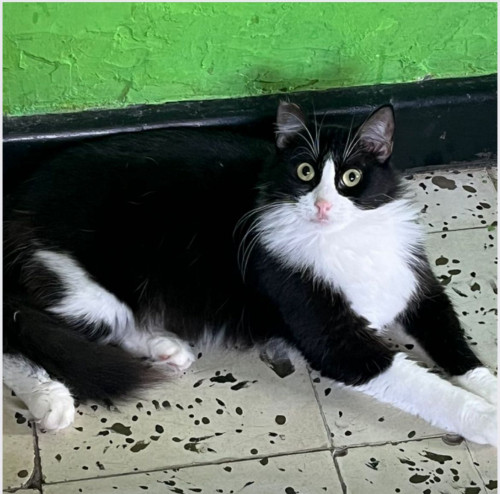 Osita