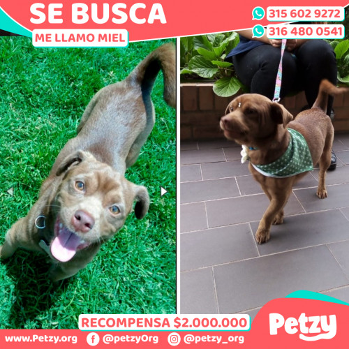 Foto de mascota Miel