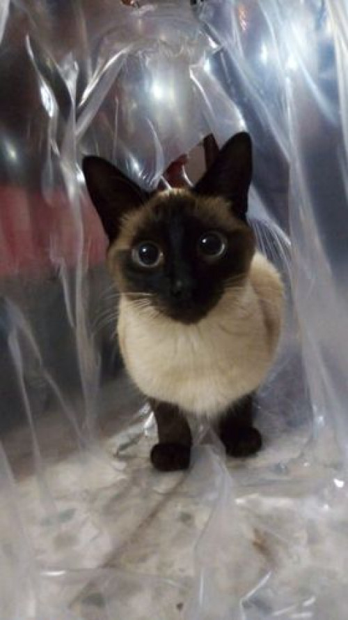 Kira