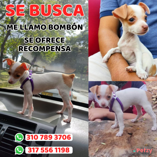 Foto de mascota Bombón