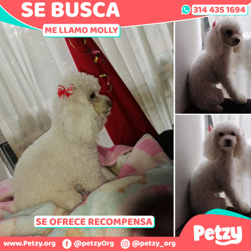 Foto de mascota Molly