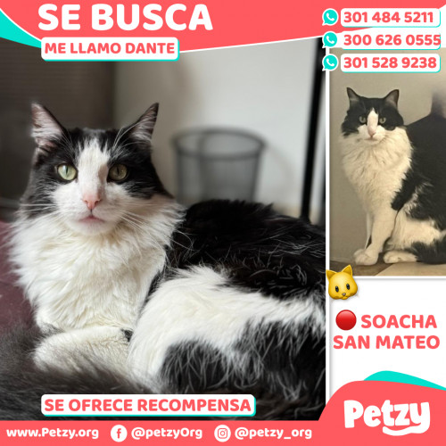 Foto de mascota Dante