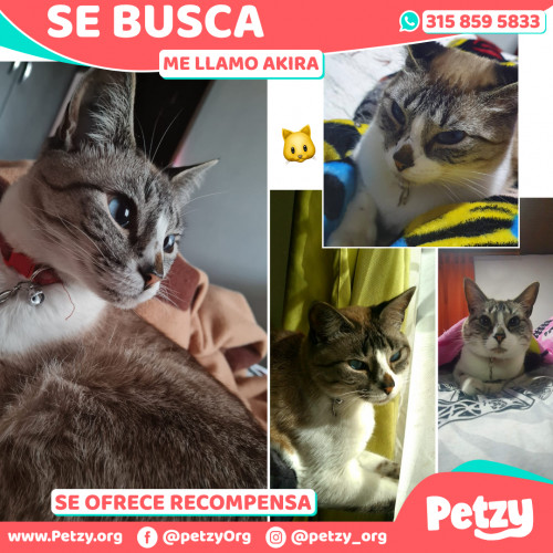 Foto de mascota Akira