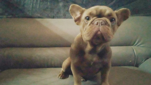 Mocca