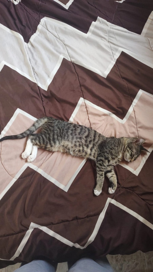 Oliver