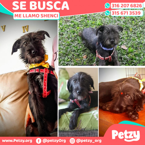 Foto de mascota Shenci