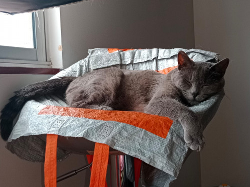 Milú