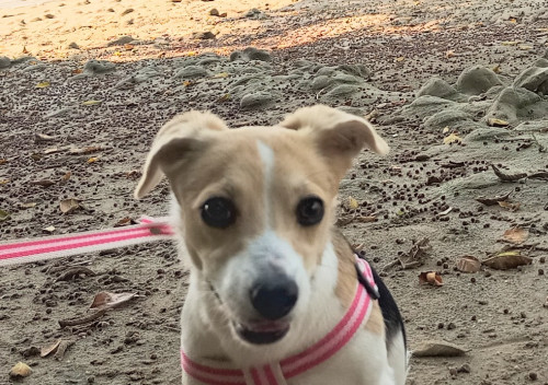 Lily