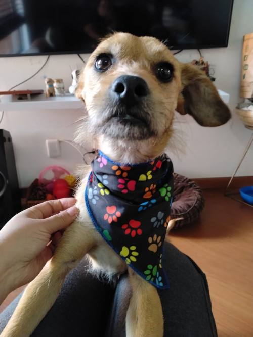 Chispi