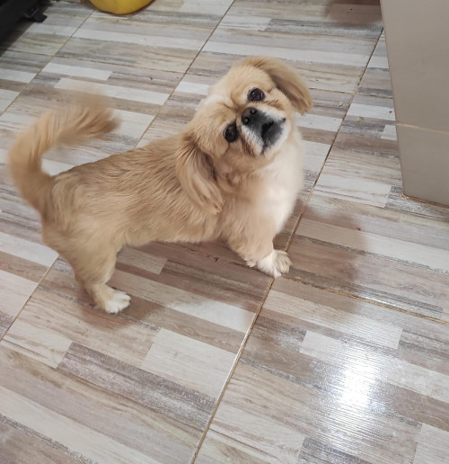 Mateo