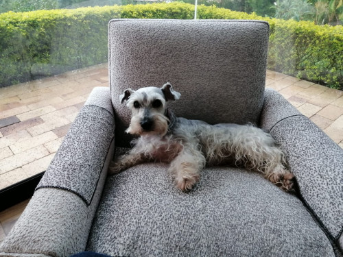 Peluche