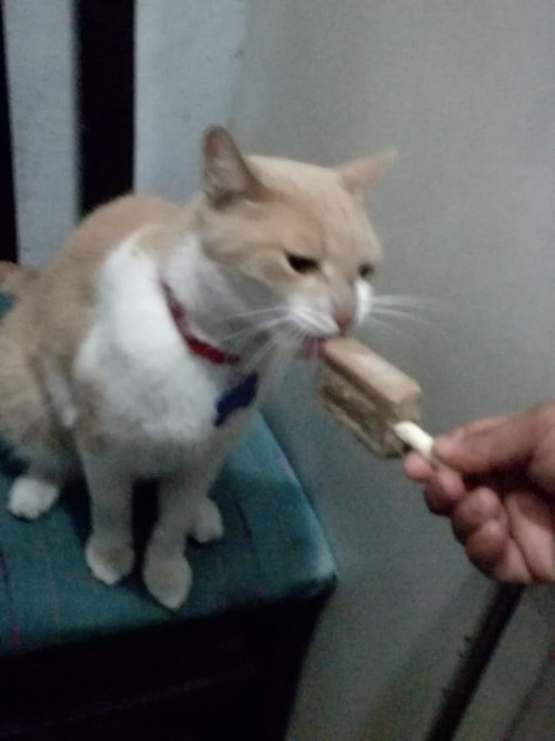 Milo