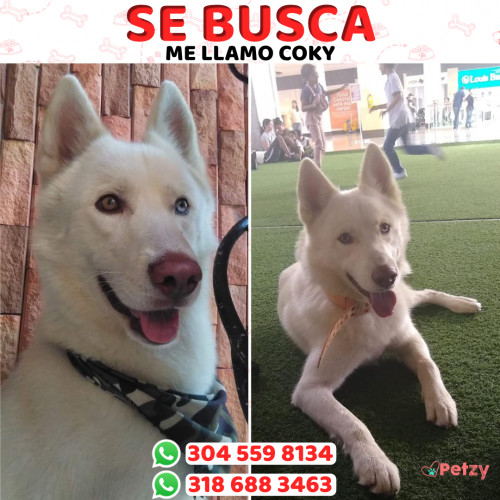 Foto de mascota Coky