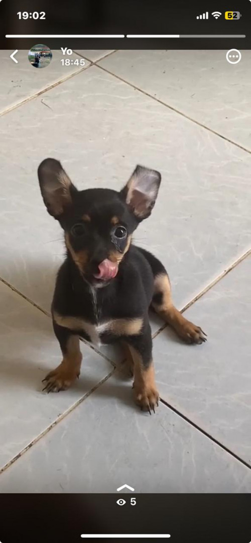 Maya