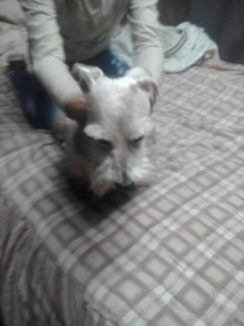 Tobi