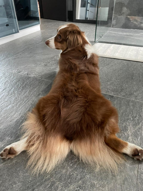 Nala