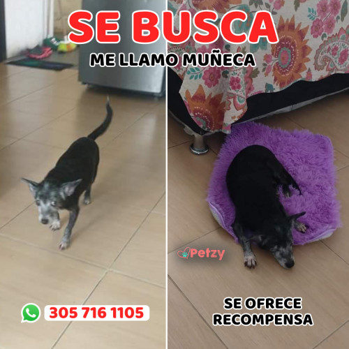 Foto de mascota Muñeca